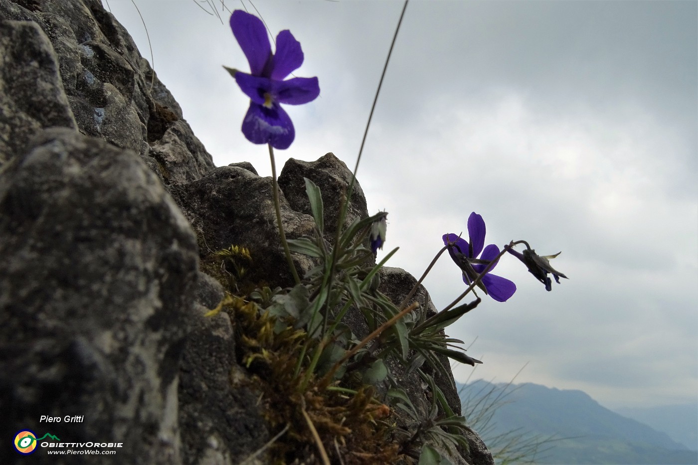 60 Viola di Duby (Viola Dubyana).JPG